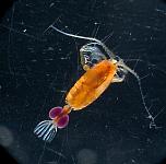 Valdiviella_insignis_1a_(eggs loose).jpg